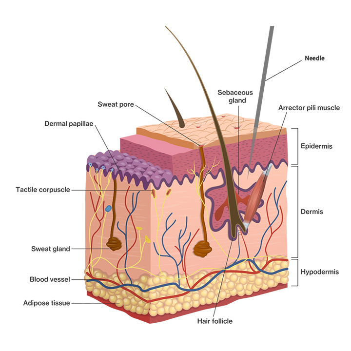 Skin anatomy